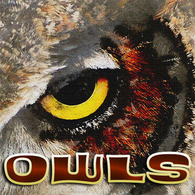Owls